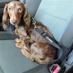 Dog Seat Belt Strap Car Leash (Names: Dog Seat Belt  Strap Leash)