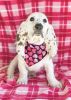 Red And Pink Hearts Dog Bandana