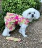 Citrus Slice Dog Dress with Matching Leash