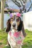 Floral Spring Bandanas