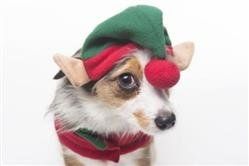 Ethical Pet Elf Hat Red O/S (Names: Hat)