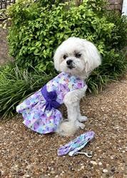 Purple Butterfly Dog Dress with Matching Leash (Size: XS)