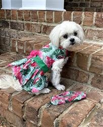 Juicy Watermelon Dog Dress with Matching Leash (Size: XS)