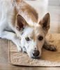 Tall Tails Dog Waterproof Pad -Tan-Different Sizes