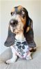 Flower Bandana- Flower Power