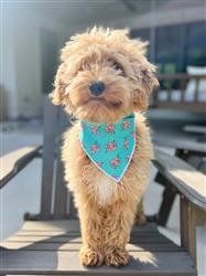 Dog Mom Bandana-Love Mom (Size: XS)