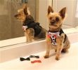 Choke Free Dog Harness - Tuxedo with 4 Interchangeable Bows
