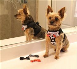 Choke Free Dog Harness - Tuxedo with 4 Interchangeable Bows (Size: XXS)